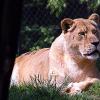 leone01