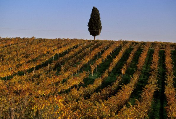 Italy, Tuscany, Chianti, Santa Cristina area, 2000