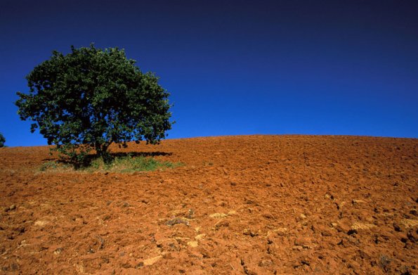 Europe, Italy, Tuscany, Maremma area, valle Maggiore